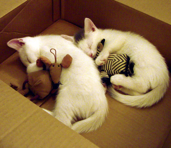 当太阳强行终结森林狼，文班亚马如何成为关键先生？